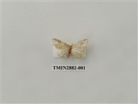 藏品(尺蛾611)的圖片